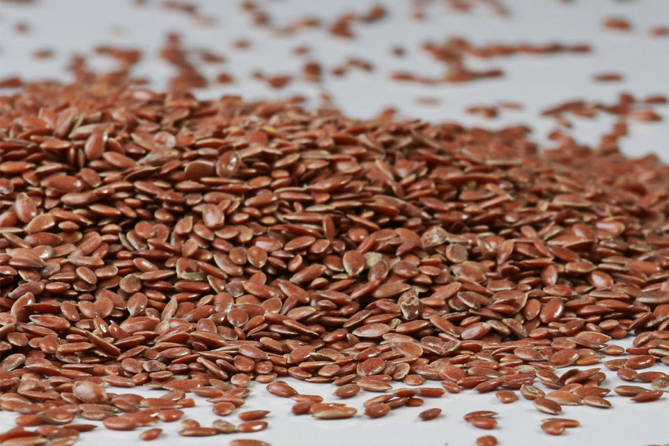 siemię lniane
