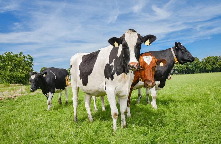 colostrum bovinum