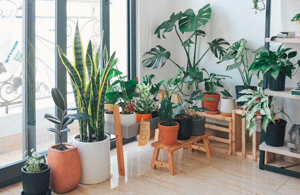 Kilka pomysłów na rośliny we wnętrzach