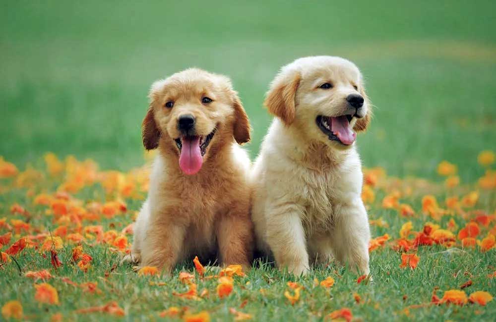 Karma dla szczeniaków