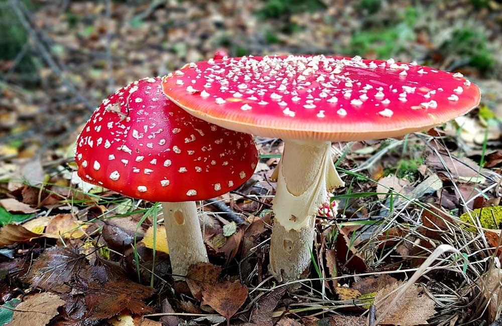 Muchomor czerwony – mikrodawkowanie Muchomor czerwony - mikrodawkowanie