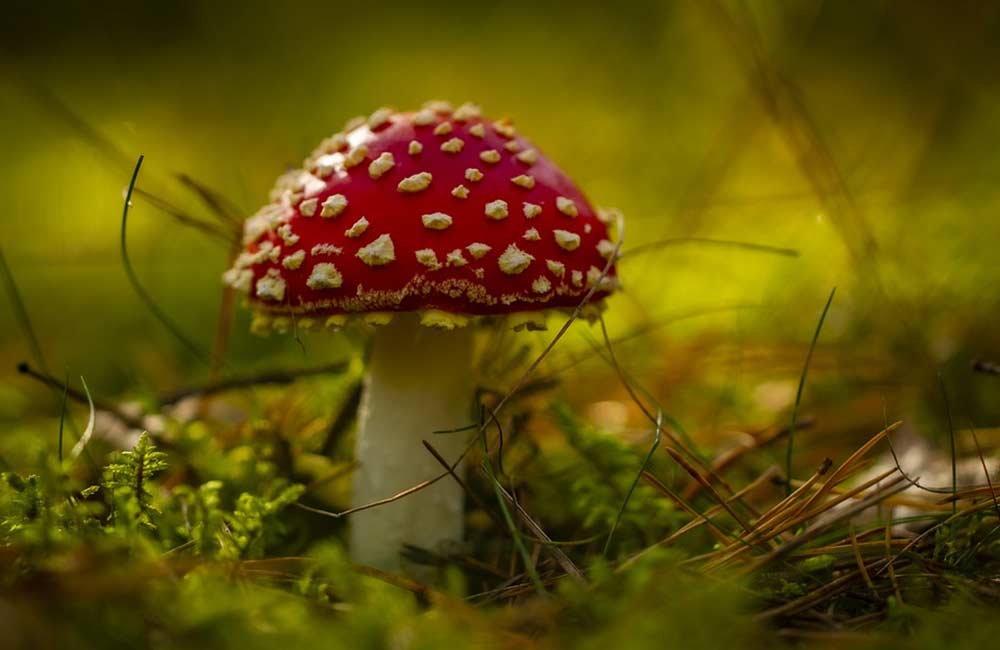 Badanie mikrodawkowania czerwonego muchomora